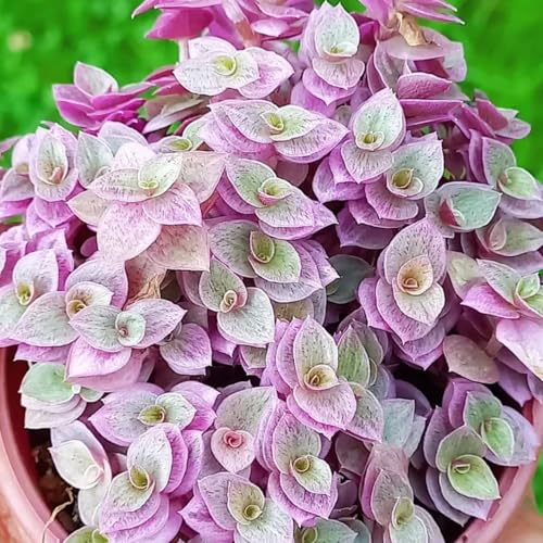 Creeping Pink Callisia Repens Plant Live