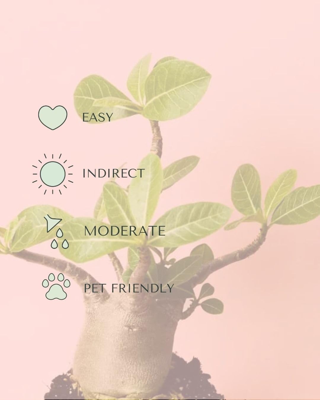 PUR PLANT | Baobab Adenium ansu | Plantas naturales interior con elegancia escultórica | Plantas naturales exterior resistentes | Maceta de Ø12 cm