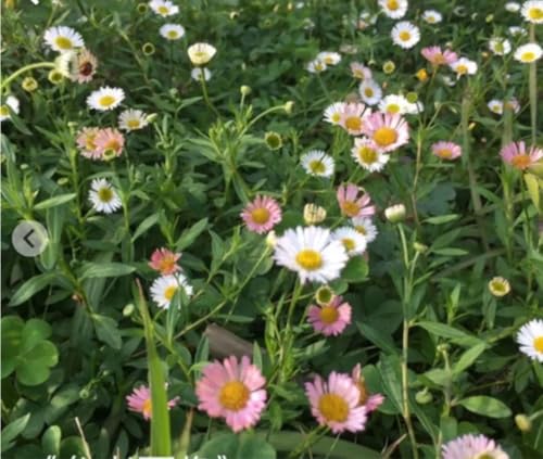 エリゲロン」の人気商品一覧 | 安い商品を通販サイトから探す - 価格.com