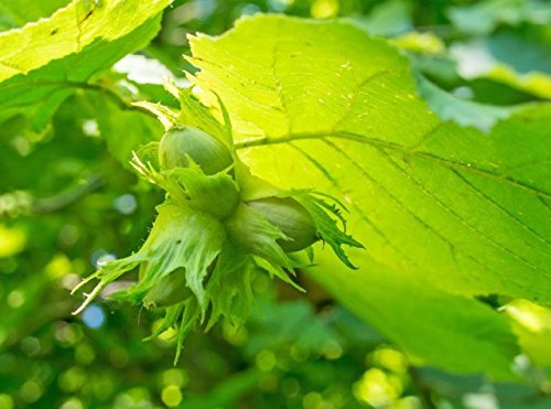 Hazel 'Cosford Cob' Tree Corylus Cobnut Multistemmed, Strong Hazelnut Plant 3fatpigs®