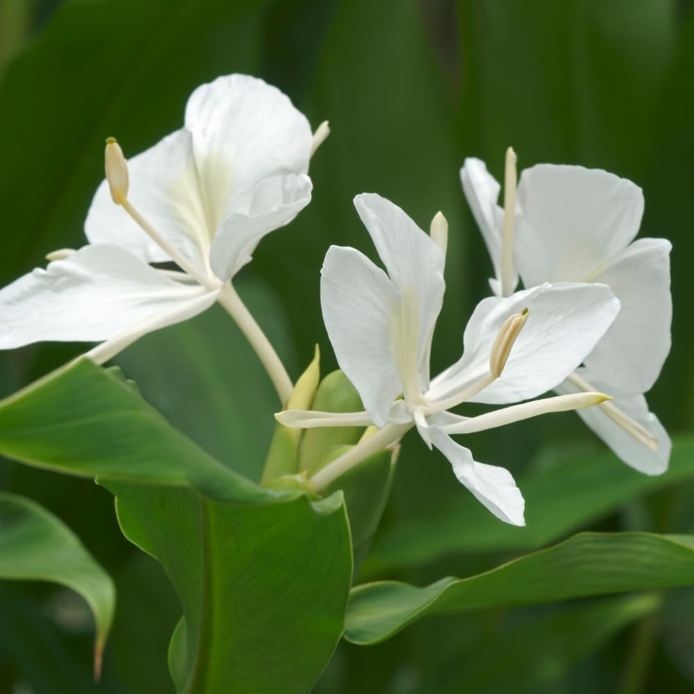 White Butterfly Ginger Lily Plant, No Pot Fragrant White