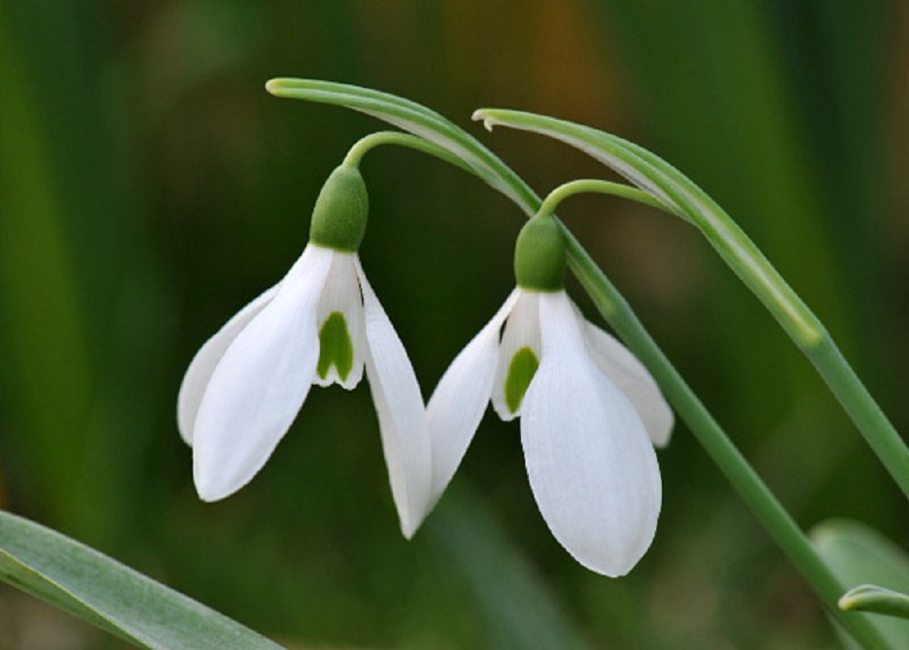 Millthorpe Plant Centre - 100 Snowdrop Bulbs - Single Galanthus Nivalis - Free P & P
