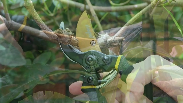 SIMPO Bypass Pruning Shears - SK-5 High Carbon Steel Blades, 3/4" Cut Capacity, Soft Grip Handles