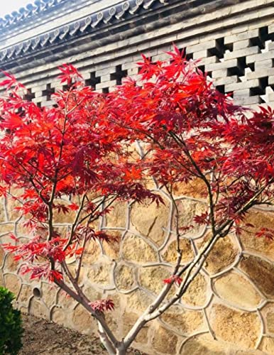 Árbol De Arce Rojo Junto A La Pared Rompecabezas De 300 Piezas Para Adultos Juegos Educativos Tecnología Significa Que Las Piezas Encajan Perfectamente Cover