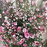 Semi di di Manuka-Leptospermum scoparium,perenni resistenti e perenni regali per gli amanti del giardino vaso,300pcs