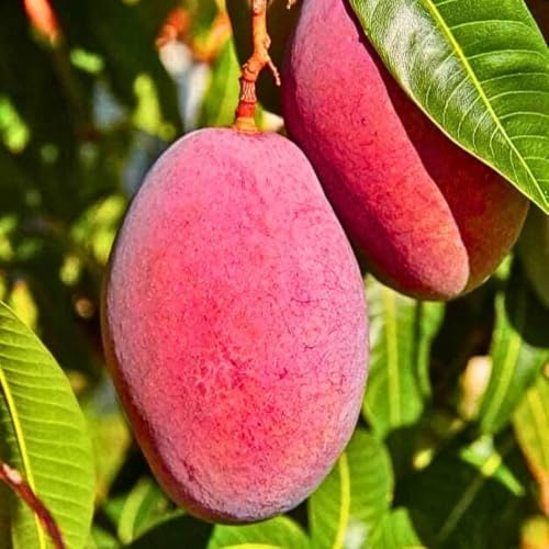 Image of All-Time 12 Months Hybrid Grafted Guti Kolom Live Fruit Plant Original & Authentic Organic Tree for Outdoor Fast-Growing Fruit Plant Home Gardens Pack Of-1 (Red Original Miyazaki Mango, medium)