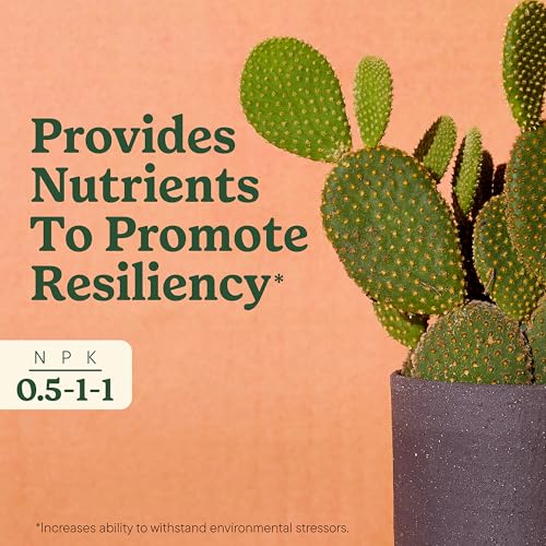 Miracle-Gro alimento líquido para cactus y suculentas 3 pack miniatura 5