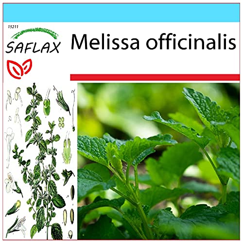 SAFLAX - Gift Set - Lemon Balm - 150 Seeds - Melissa officinalis