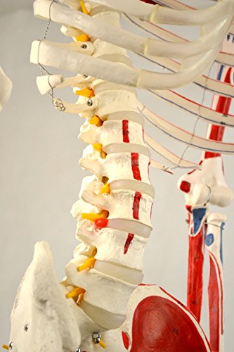Wellden Medical Life-Size Anatomical Human Skeleton Model, Muscular Painted, Numbered, 170Cm, W/Nerves, Stand Included #TOP7