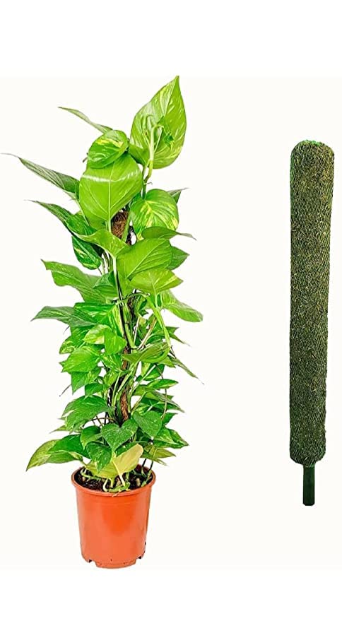 Trendygreens Moss Sticks for Climbing House Plants 2 Feet (Pack of 1) (B0BSCDY3HY) Amazon Price History, Amazon Price Tracker