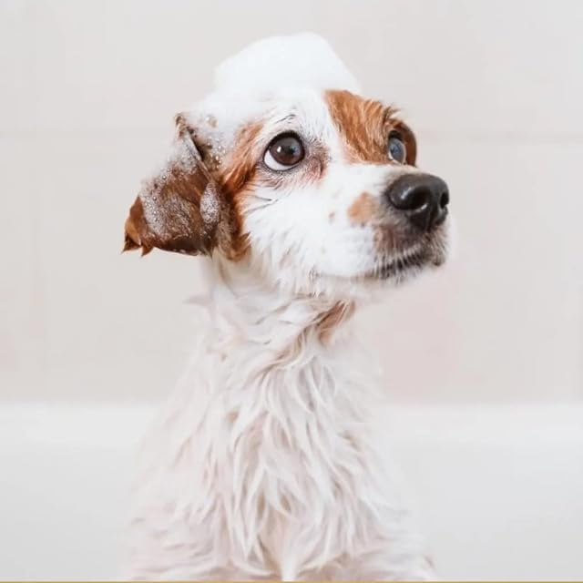 Foto 7 de 7 de Máscara de Naranja - Mascarilla para Perros - 250ml - Contribuye a Prevenir la Caída del Pelo