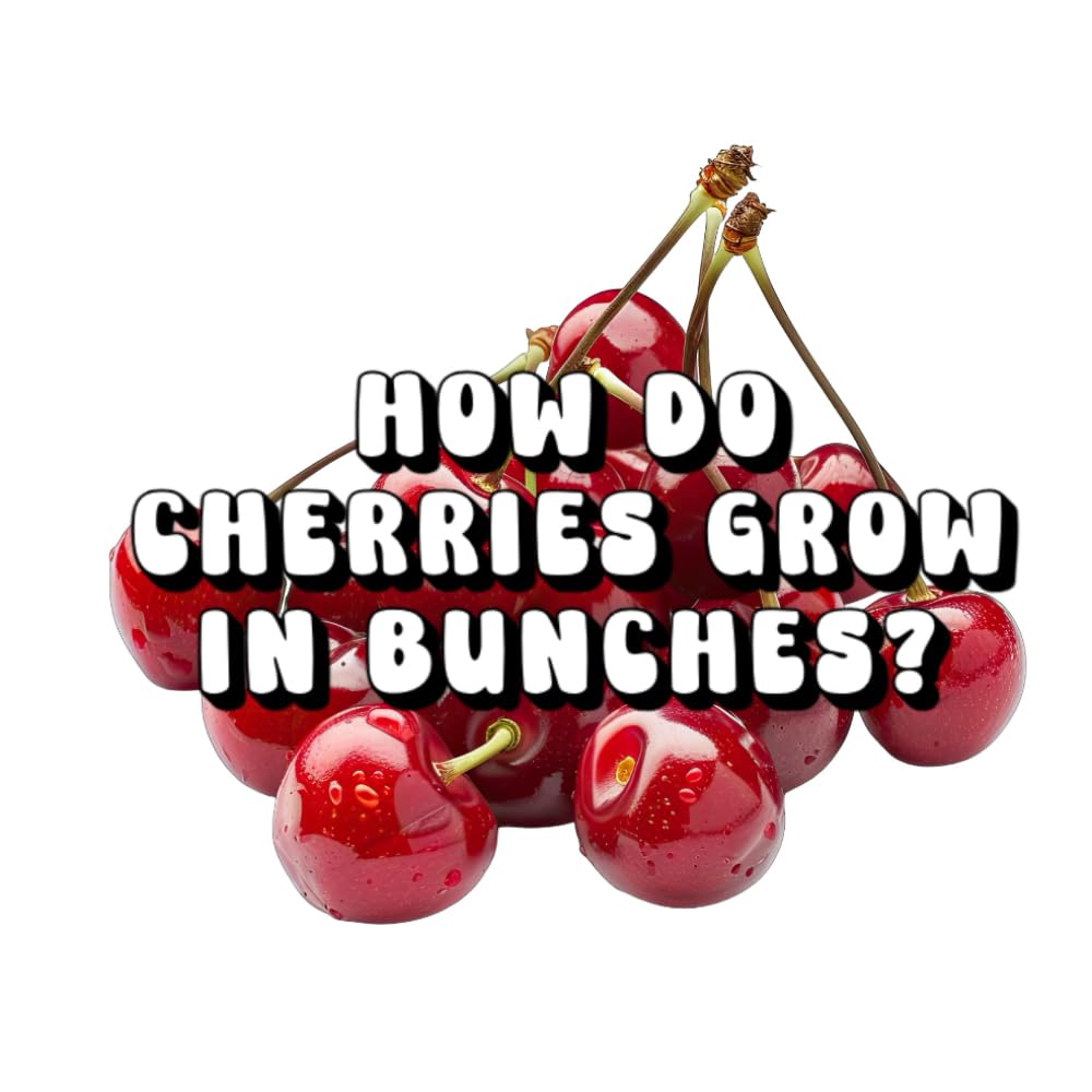 How Do Cherries Grow in Bunches?