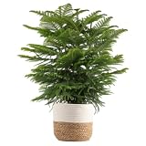 Costa Farms Norfolk Island Pine, Live Indoor Christmas Tree, 3-4 Ft. Tall