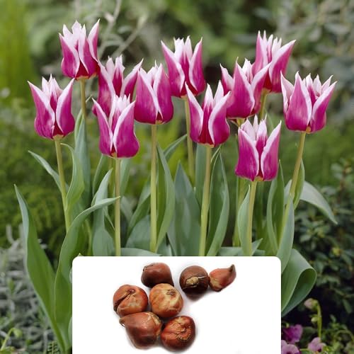 7 Lily-Flowered Claudia Tulip Bulbs - White & Pink Blooms fo