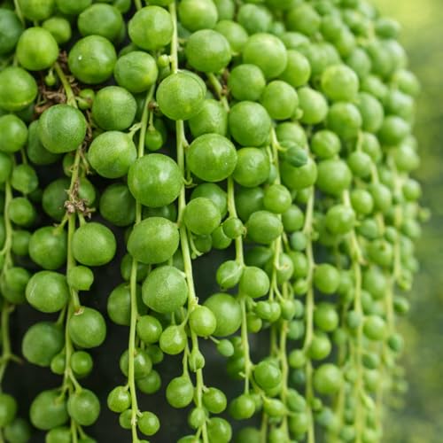 Image of Ugao Bharat Live String of Pearls Plant for Home | Hanging Succulent Decorative Plant | Indoor & Outdoor
