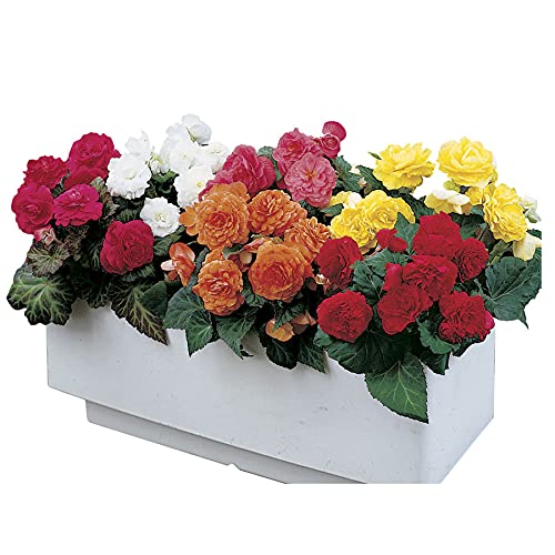 Park Seed Nonstop Mix Begonia Seeds — Pack of 40 Pelleted Flower Seeds, Shade-Loving Annual Begonias for Containers and Garden Beds, Multi-Color Bloom Mix