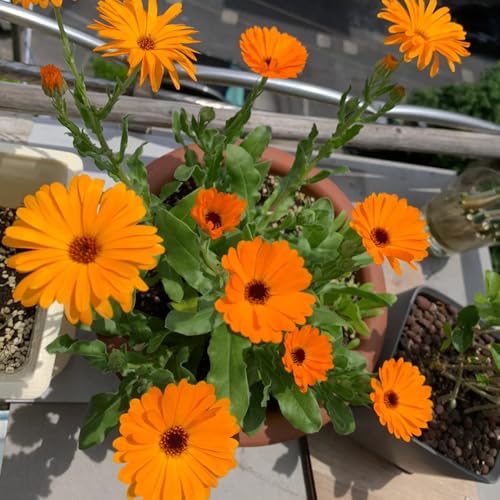semi di calendula biologici, calendula Balcone, resistenti di campo da balcone, recisi rustiche per giardino, 550pcs