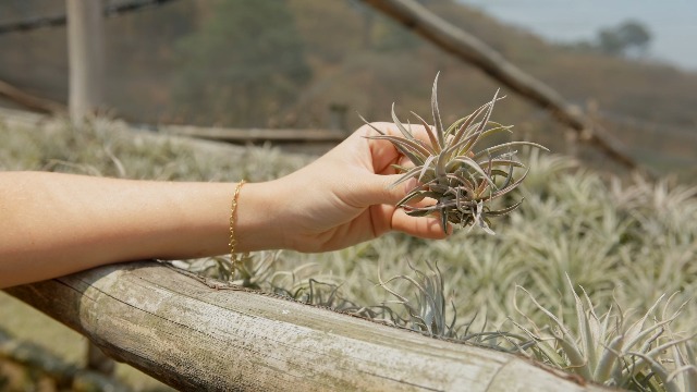 Amazon.com : 5 Pack Air Plant Tillandsia Harrisii - Available in