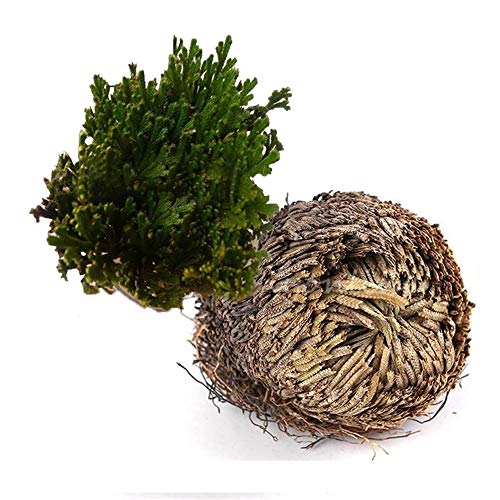 Magic Chic Hydrophilic Resurrection Plant Rose of Jericho, Desert Dinosaur Plant/Air Vivarium Fern/Selaginella Spike Moss for Office, Leisure, Bedroom, Living Room, Coffee Table