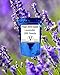 Virgin Seed Supply Lavender 200 Count Flower Seed Pack Organic Non-GMO Heirloom Variety