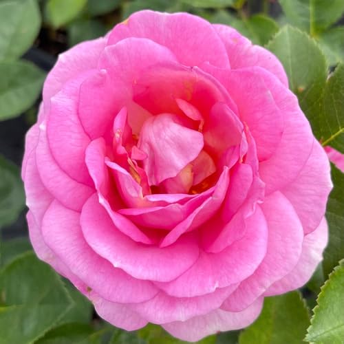YouGarden Rose 'Special Mum' ® 4 Litre Potted Rose, Garden Ready