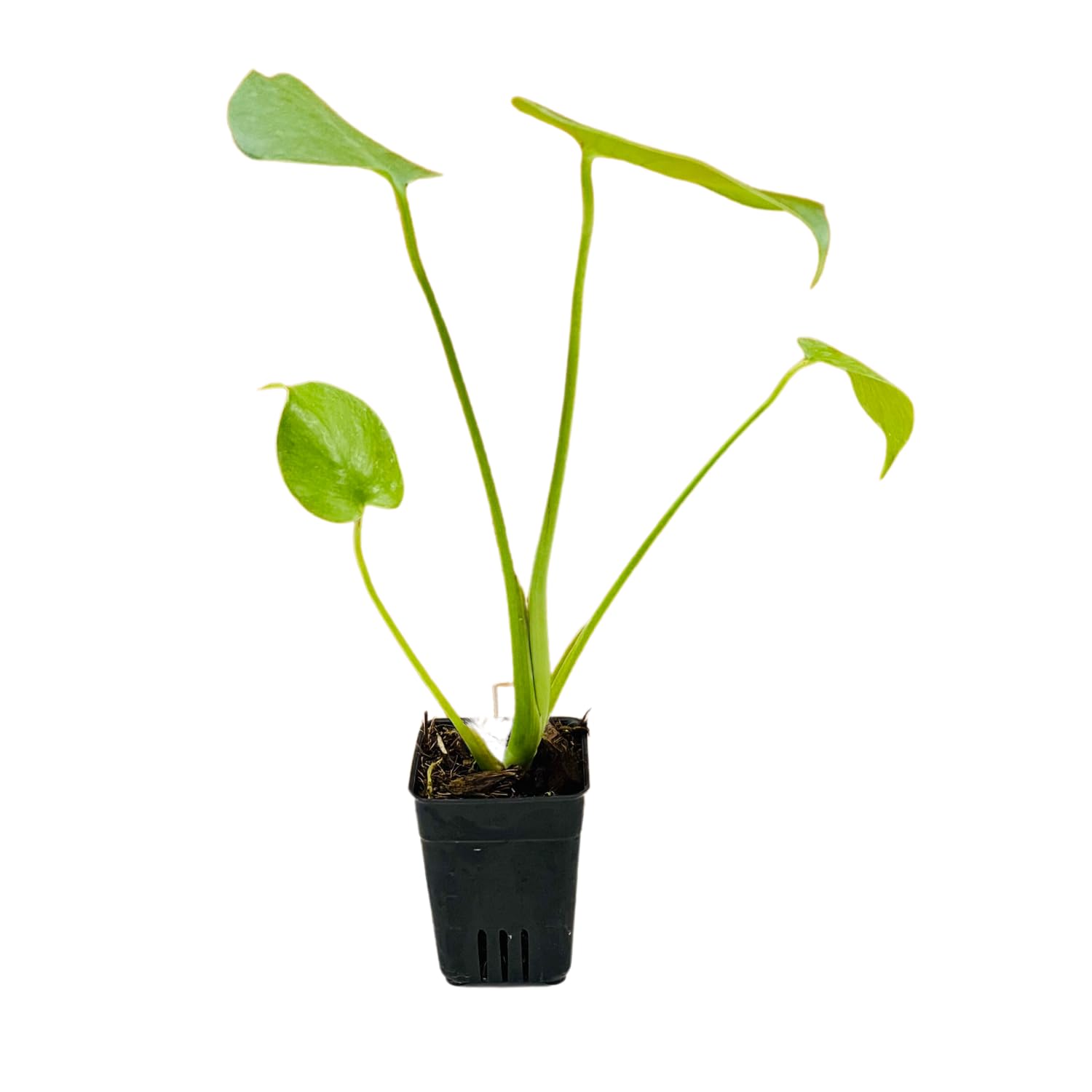 See full amazon price history chart for Hug A Plant | Monstera Deliciosa - Live Plant (Home & Garden) Hug A Plant | Monstera Deliciosa - Live Plant (Home & Garden) (B0CQCVP4HP) Amazon Price History, Amazon Price Tracker
