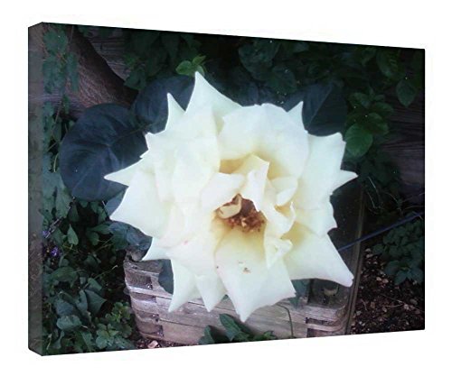 Cuadro lienzo rosa blanca enmarcado en madera decorativo de 40,9 x 20 pulgadas