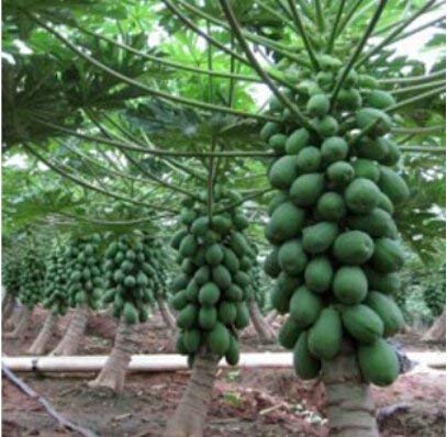 Golden Hills Farm Dwarf Variety Huge Production Hybrid Seed Fruit Seeds 50 Seeds (B07PWJ6VVG) Amazon Price History, Amazon Price Tracker