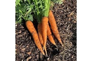 1800 Organic Carrot Seeds Non-GMO Heirloom Bulk Planting Kits for Garden Vegetable Kits Survival