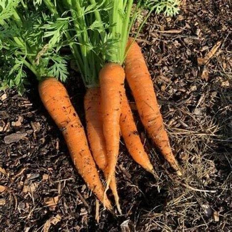 1800 semillas orgánicas de zanahoria de otoño KingFlakkee para plantar reliquia sin OMG, 3+ gramos de supervivencia a granel de vegetales de jardín disponible en Yaxa El Salvador