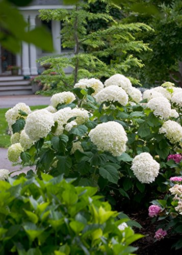 Incrediball Smooth Hydrangea, Live Shrub, Green To White Flowers, 1 Gallon #TOP3