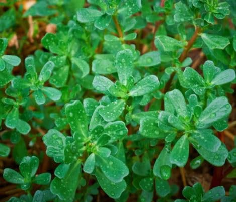 1 Pack of 2000 SEEEDS Green Purslane - Sweet-Sour Flavor - Portulaca oleracea Sativa