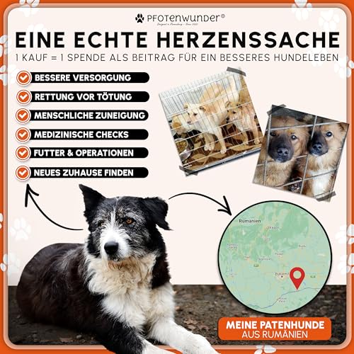 PFOTENWUNDER® Hundekäfig für zuhause, Gitterbox Hund in 3 Größen, 2 Türen + 1 Cover, 1 Trainingsbuch, Tiertransportbox Hundetransportkäfig klappbar, Hunde-Transport-Box Auto Drahtkäfig (107*71*77,5cm)