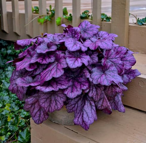 Fresh 100pcs Purple Heuchera Plant Seeds