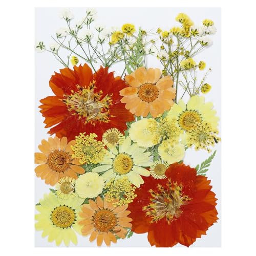 Flores secas prensadas naturales estilo girasol para artesanía miniatura 1