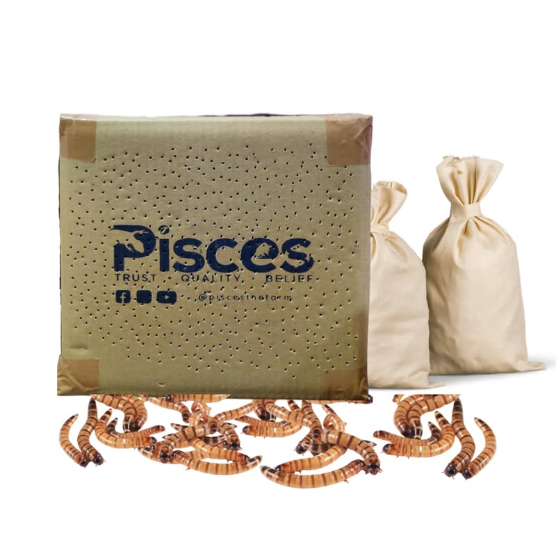 See full amazon price history chart for True Bugs Live SUPERWORMS (500pcs) - Natural Protein Supplement Food :Arowana Food, Flowerhorn Food, Cichlid Food, Bird Food, Reptile Food, Marmoset Food etc (500) True Bugs Live SUPERWORMS (500pcs) - Natural Protein Supplement Food :Arowana Food, Flowerhorn Food, Cichlid Food, Bird Food, Reptile Food, Marmoset Food etc (500) (B0CP978LKR) Amazon Price History, Amazon Price Tracker