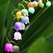 free ship Lily of the Valley flower seeds, bell orchid seeds, rich aroma, bonsai flower seed, multi-colored orchids-40 seeds