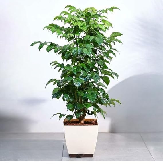 China Doll Plant/Radermachera Sinica/Healthy Live Indoor Houseplant/Airpurefying plant Decorative plant(Pack Of-1-image-9