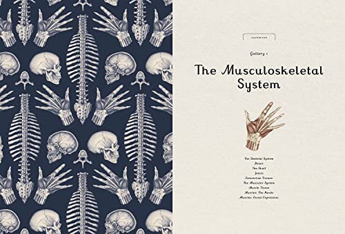 Anatomicum: Welcome to the Museum - Image 4