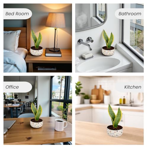 Image of Amulya Farms Indoor Plants for Home | Snake Plant Indoor Live Plant in Premium Floral Print Metal Pot | Air Purifying Indoor Plants for Home & Bedroom | Low Maintenance Indoor Plant