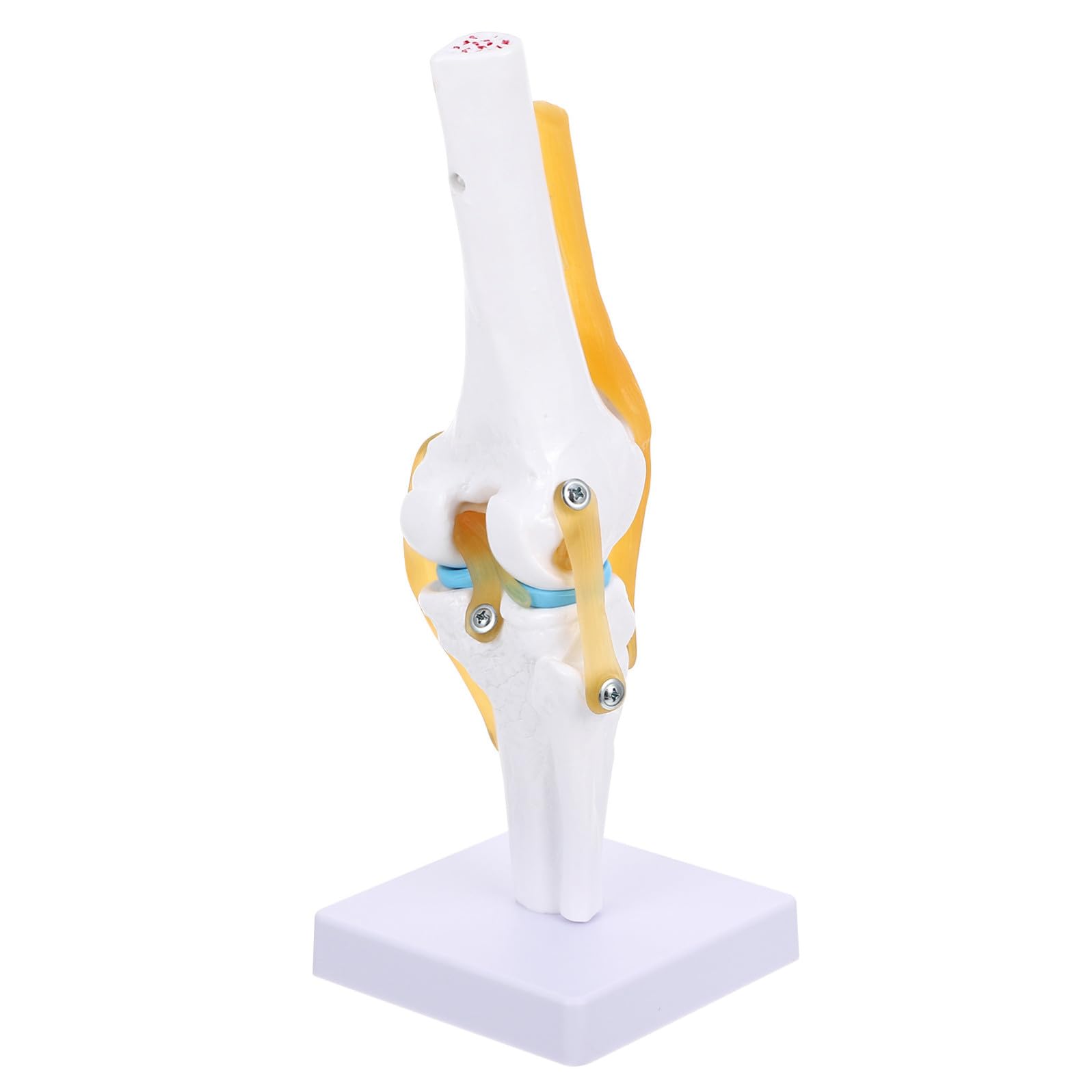 Articolazione Ginocchio Umano in Pvc Resistente Modello Anatomico 1:1 Dimostrazione Flessione per Insegnamento e Laboratorio Didattico