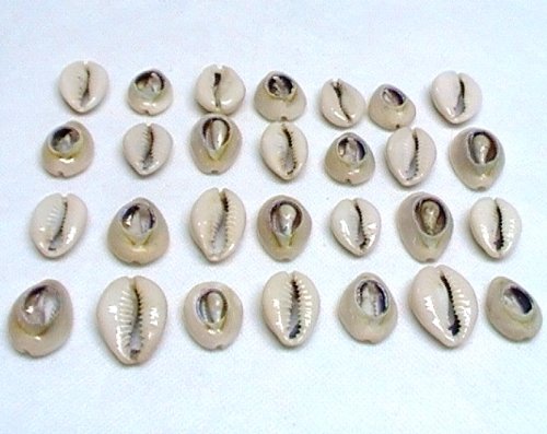 Natural Sea Snail Shells Assortes Decorative caracoles for craf, jewelty pack of 50