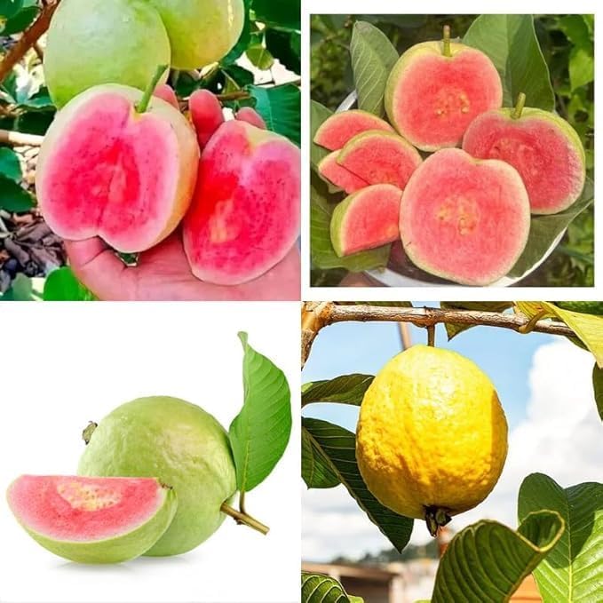 Sweet High Yield Hybrid All Seasons Guava Fruit Tree Live Plant Sapling for Home Kitchen Terrace Garden Amrood Ka Ped Podha Amrud Phal Ka Paudha Outdoor-image-31