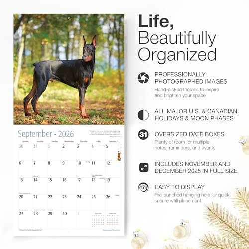 Image of RED EMBER Doberman Pinschers 2026 Wall Calendar 12 Month | 12 inch x 24 inch Open | Thick & Sturdy Paper | Giftable | Cute Puppy Dog Calendar 2026