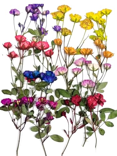 8 Types Real Dried Pressed Rose Flowers Plant Herbarium for Craft Resin Jewelry Making (Mini Rose)