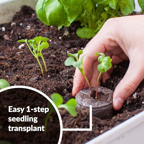 Image of Jiffy Peat Soil Pellets Seed Starter Plugs - Indoor Seedling Planter - 1000 Count - Peat