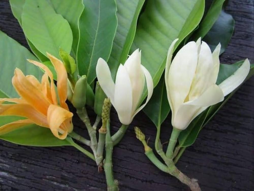 Sonchafa flower plant (Pack of 2 Healthy live plant) (B0D5WNXCHD) Amazon Price History, Amazon Price Tracker