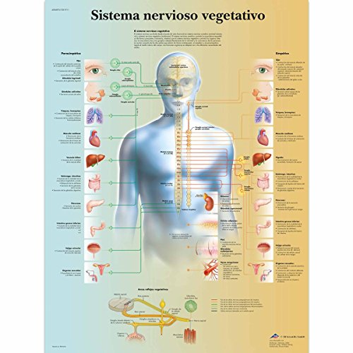 Poster Système Nerveux Autonome Anti-UV 3B Scientific