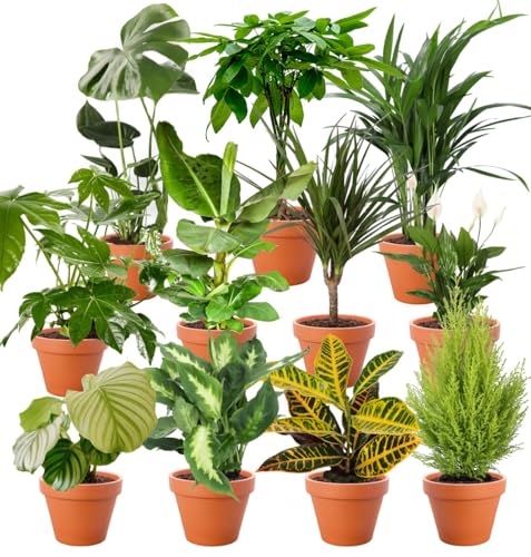 5er-Set-Pflanzenüberraschung | +/- 40-70cm | ø 12-15cm Topf | Pflanzen für Wohnung und Büro, Qualität vom Pflanzen Profi, Schneller Pflanzenversand, Raumbegrünung