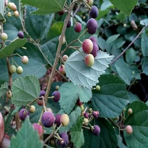 Image of BIGREEN ZENEBULLA Hybrid Healthy Falsa Fruit Plant with Pot | Live Falsa Plant for Home Garden Terrace Balcony | Fast Growing Fruit Plant for Outdoor & Indoor Gardening | Ready to Grow Sapling